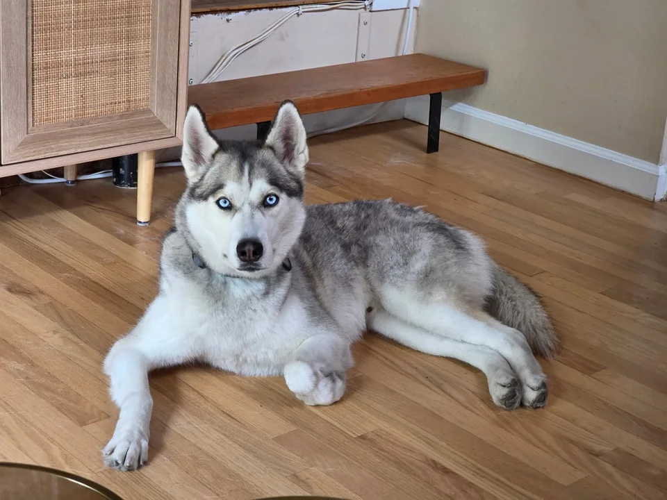 Luke, a Siberian husky, resting on a wooden floor